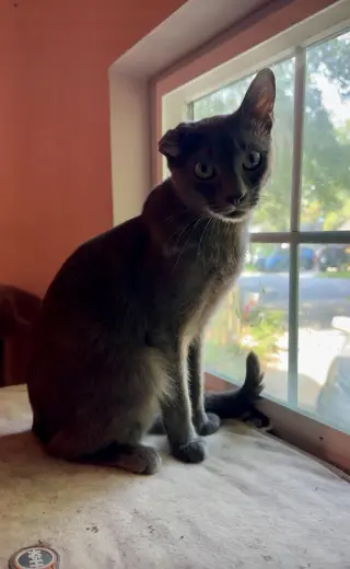 Saint =^.^=