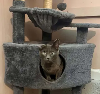 Saint =^.^=