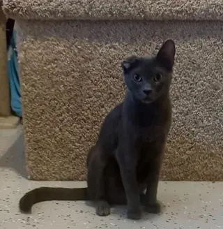 Saint =^.^=