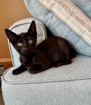 Poppins =^.^=