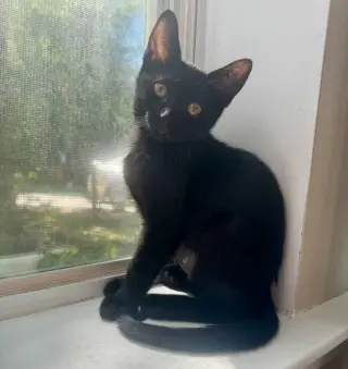 Poppins =^.^=