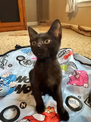 Pogo =^.^=