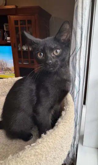 Pogo =^.^=