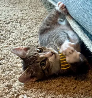 Jermey =^.^=