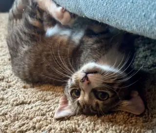 Jermey =^.^=