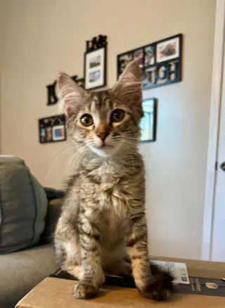 Madeleine =^.^=