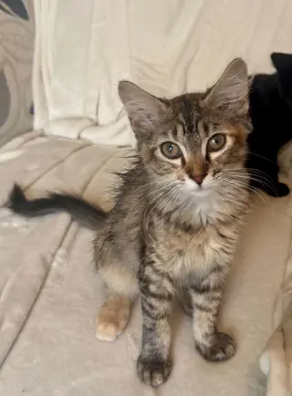 Madeleine =^.^=