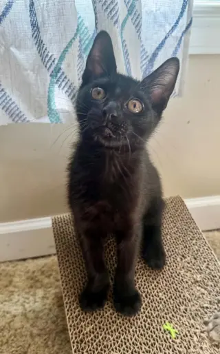 Poe =^.^=