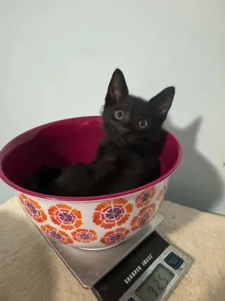 Poe =^.^=