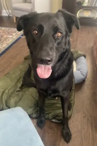 Bruno