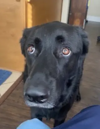 Bruno