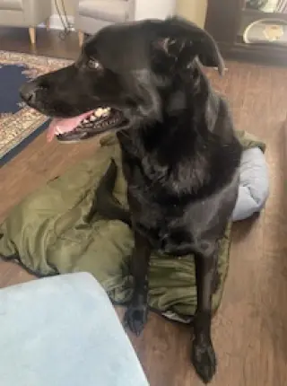 Bruno
