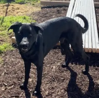 Bruno