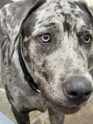 Boudreaux