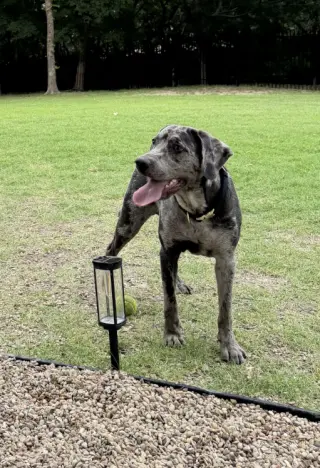 Boudreaux