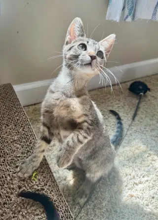 Pixie =^.^=