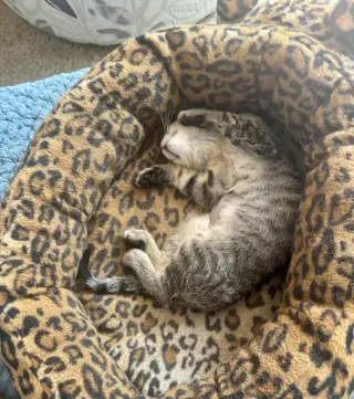 Pixie =^.^=