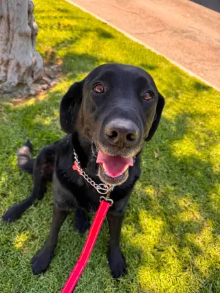 Bruno