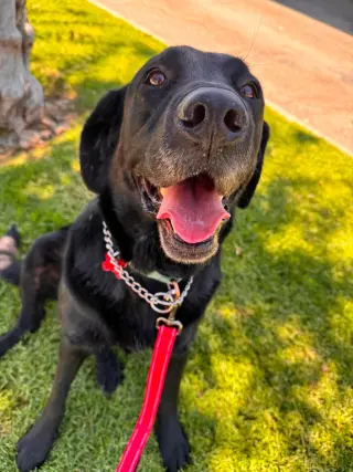Bruno