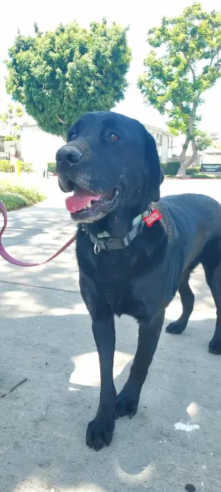 Bruno
