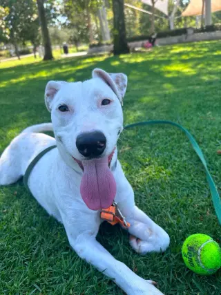 Oliver