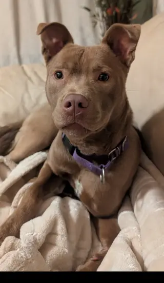 Adorable Maisy