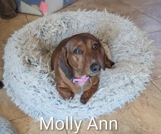Molly Ann