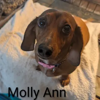 Molly Ann