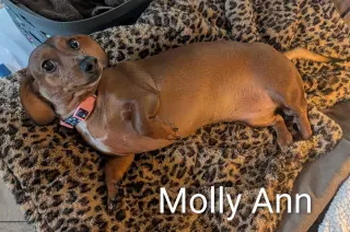 Molly Ann