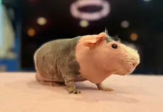 Rufus