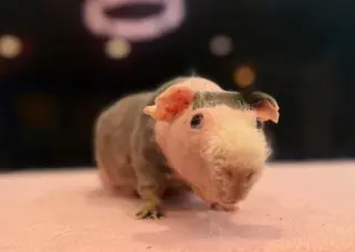 Rufus