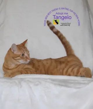 Tangelo