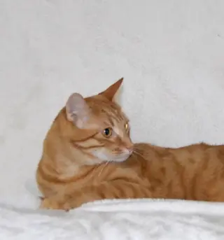 Tangelo