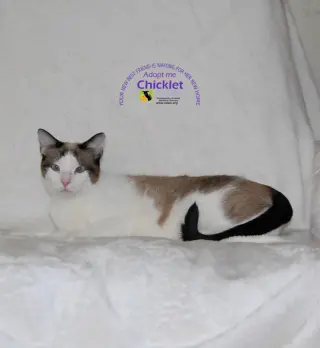 Chicklet