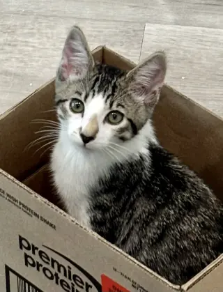 Al