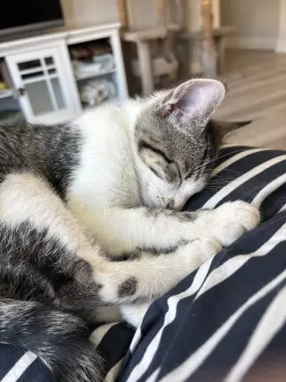 Al