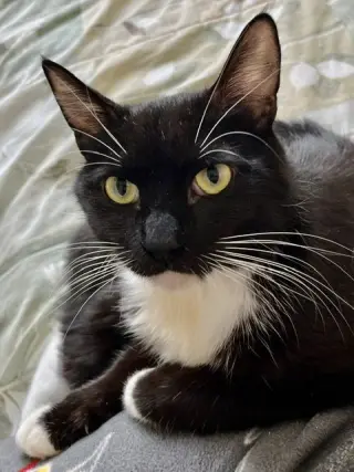 Al
