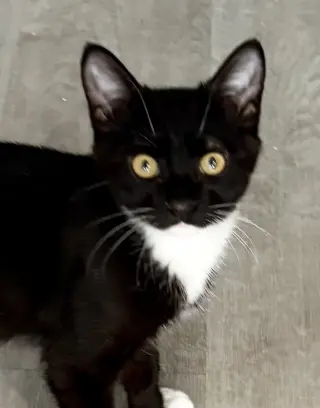 Jasper