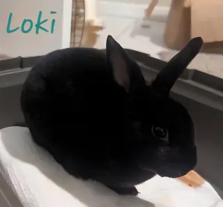 Loki #3