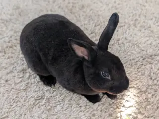 Loki #3