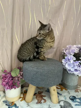 Kay