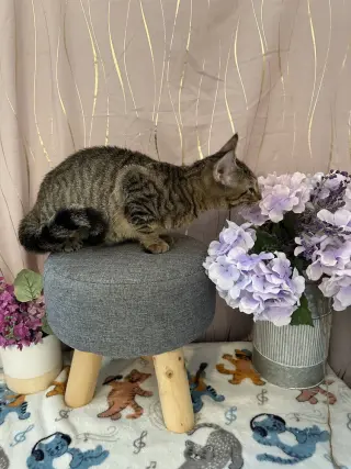 Kay