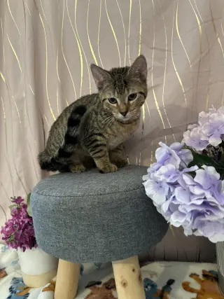 Kay