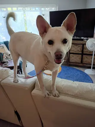 Ooyoo