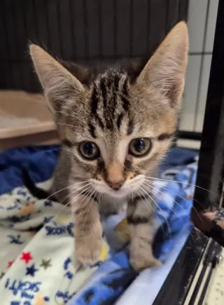 Bonnie