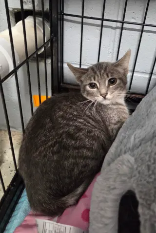 Trix
