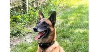 Dozer - (now Rocco) Located in Kansas
