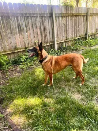 Dozer - (now Rocco) Located in Kansas