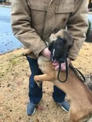 Dozer - (now Rocco) Located in Kansas