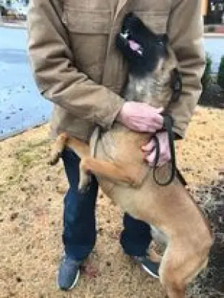 Dozer - (now Rocco) Located in Kansas